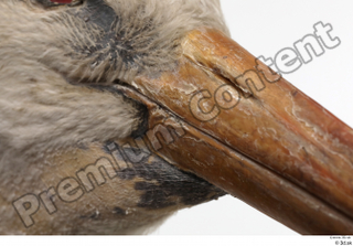 Black stork beak head 0003.jpg